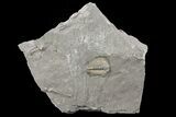 Small, Flexicalymene Trilobite Fossil In Shale - Ohio #67667-1